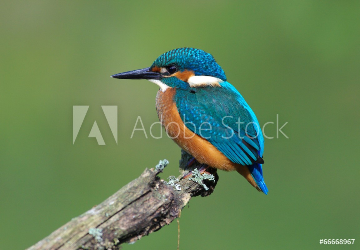 Afbeeldingen van Kingfisher on a branch 3